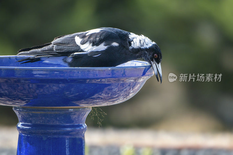 澳大利亚喜鹊（Gymnorhina tibicen）